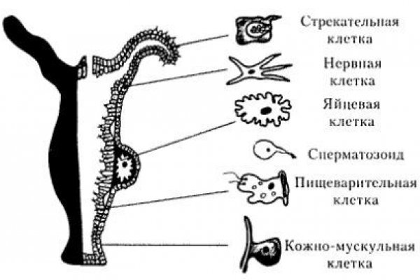 Vk6 at kraken